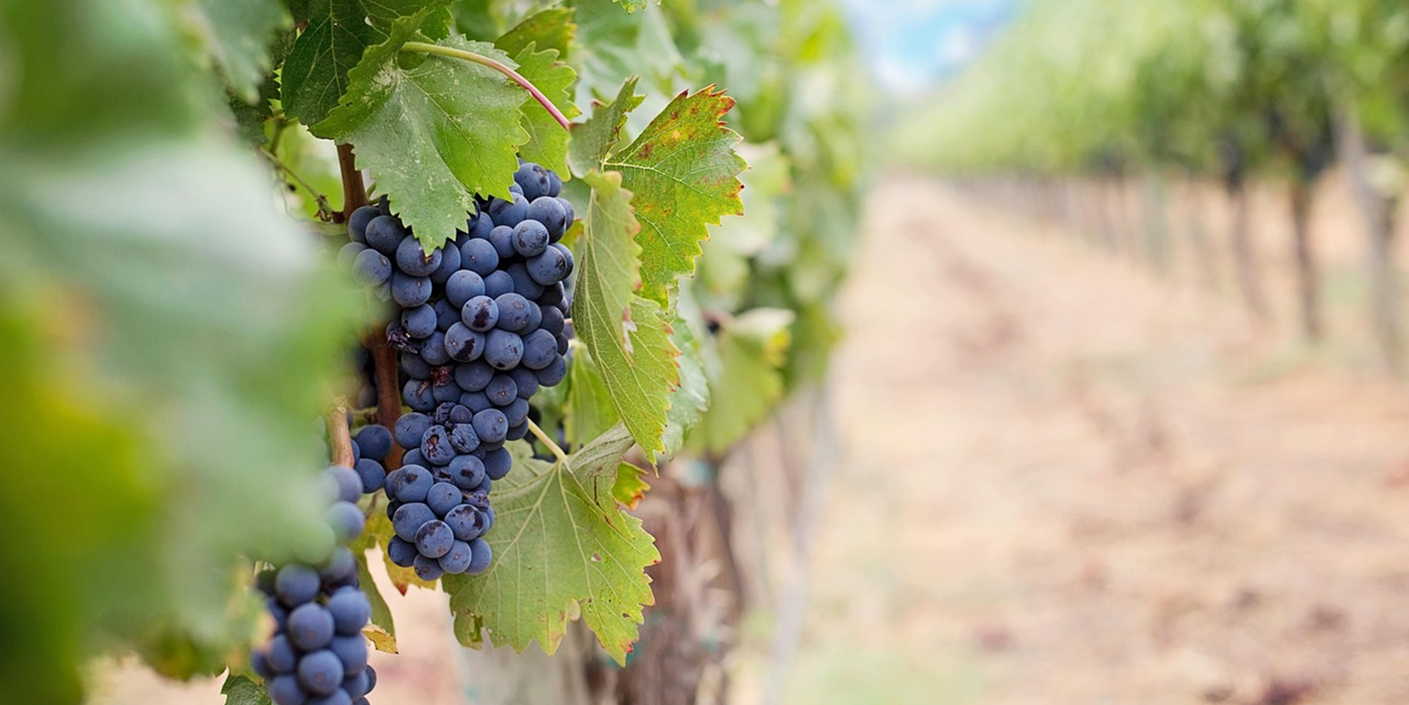 Plavac Mali - the wine that sails through the heart of Dalmatia